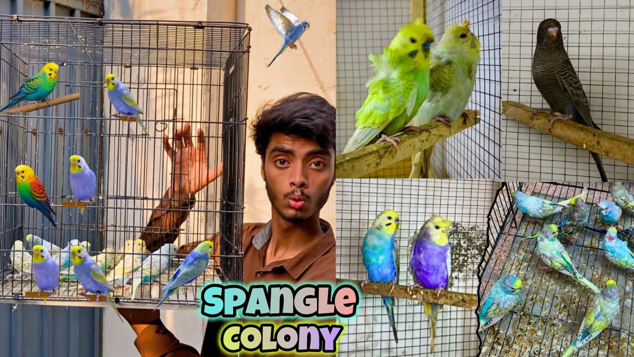 Spangle budgies ki new colony bna di💜🌈|Voilet rainbow budgies liye🩷🐣