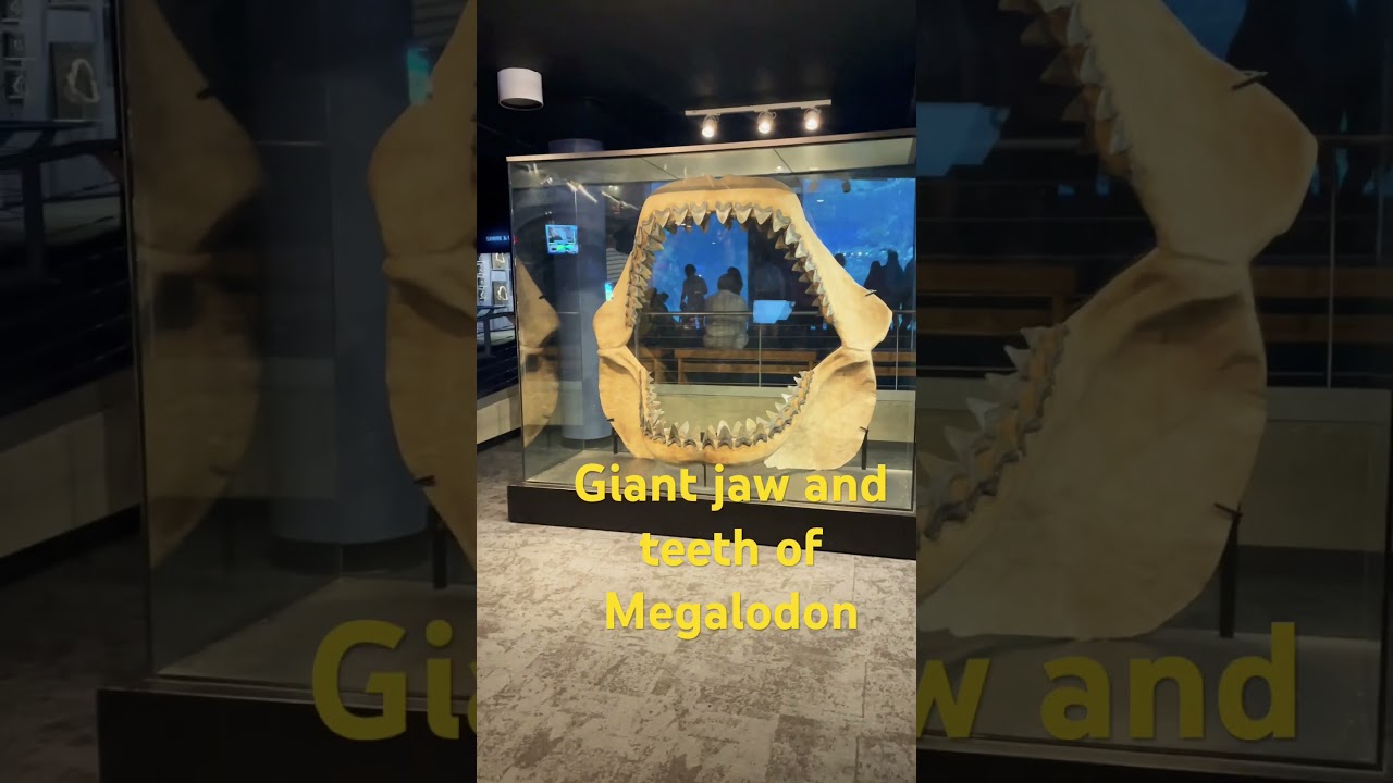Giant jaw and teeth of megalodon #megalodon #shark #giant #teeth #fossils #nature #atlantic