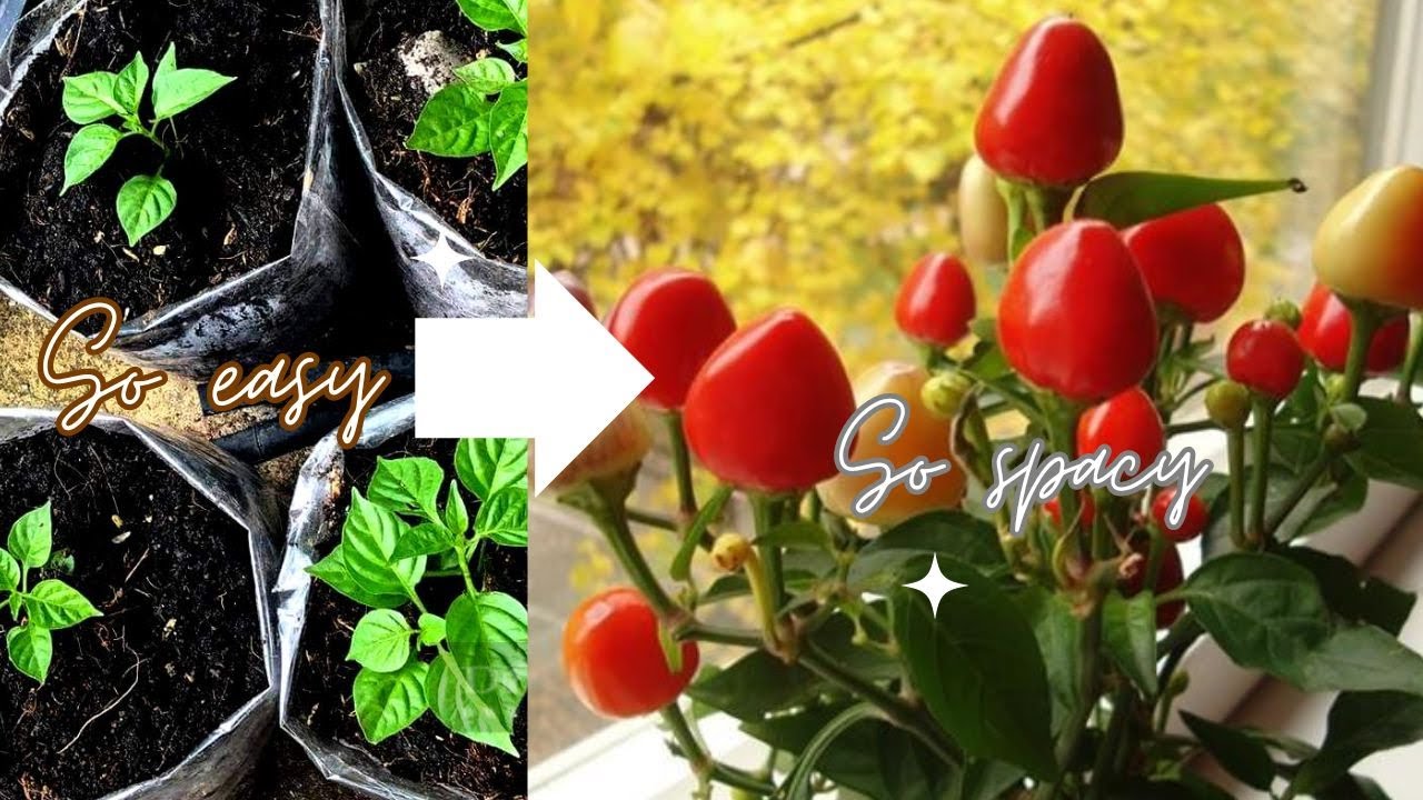 Mastering the Art of Impressive Chili Cultivation: Your Ultimate Guide to Growing Chili Peppers