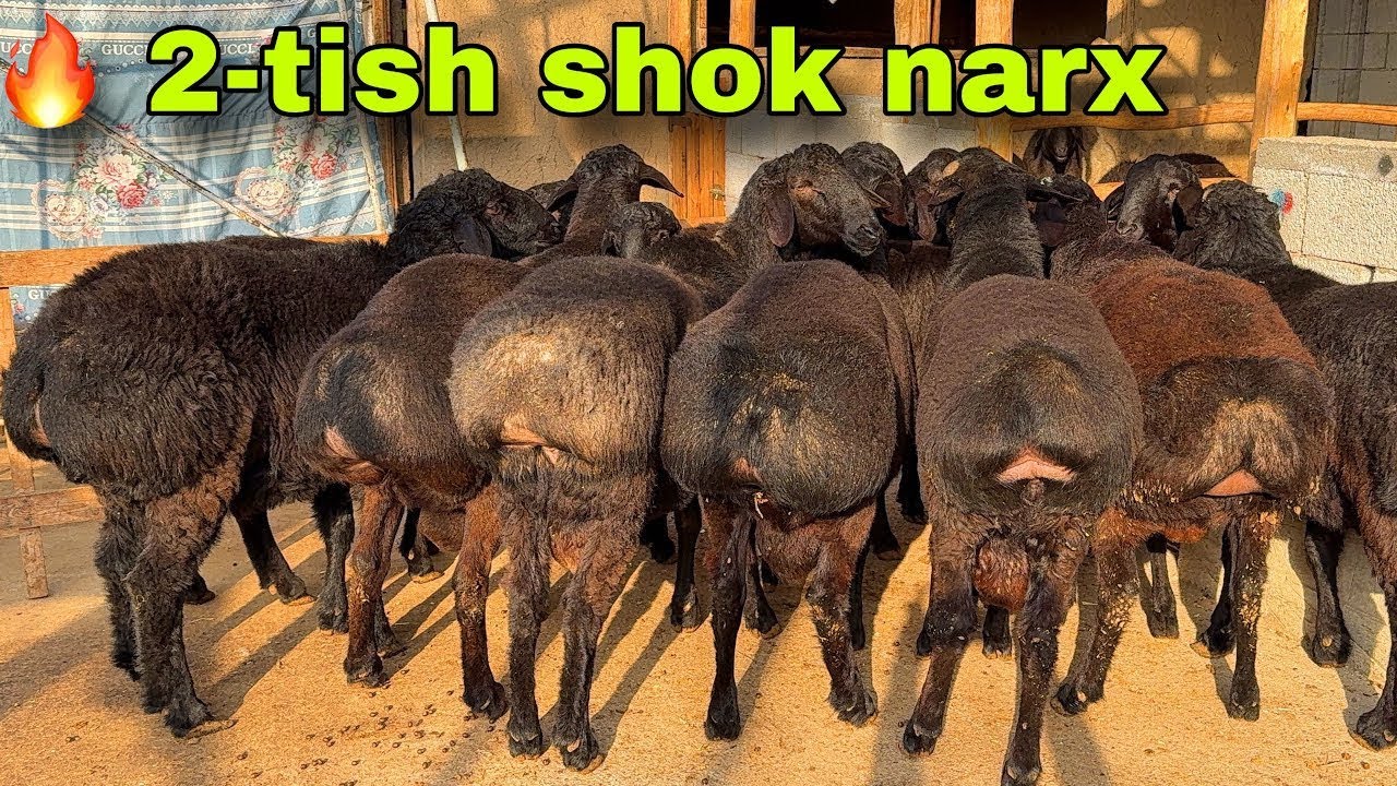 😱OLIB QOLING!🐏 Baxtiyor akadan 2-tish qo‘chqorlar — SONI OZ! 🔥