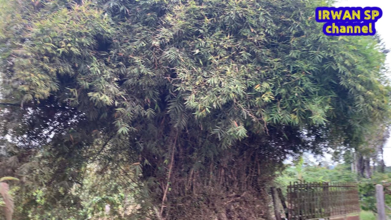Cara mematikan rumpun bambu