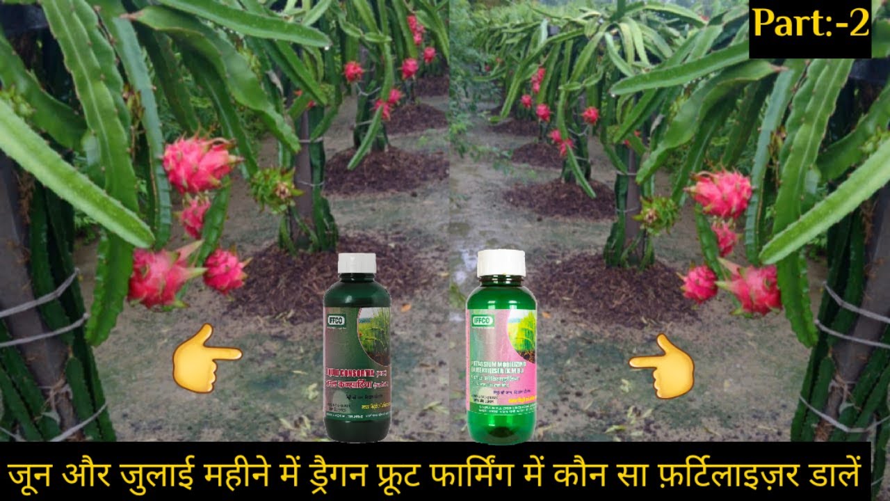 Fertilizer Management for the Month of May to July in Dragon fruit farming| Part-2 |@Kisan Mitra