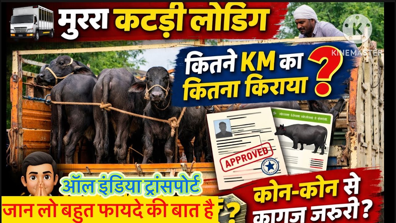 2026 🔥में हरियाणा मुर्रा कटड़ी ट्रांसपोर्ट किराया, कागज और पूरा प्रोसेस एक वीडियो में #baffalo#cost 
