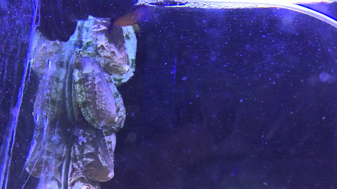 Abolone are a must to keep your tank clean