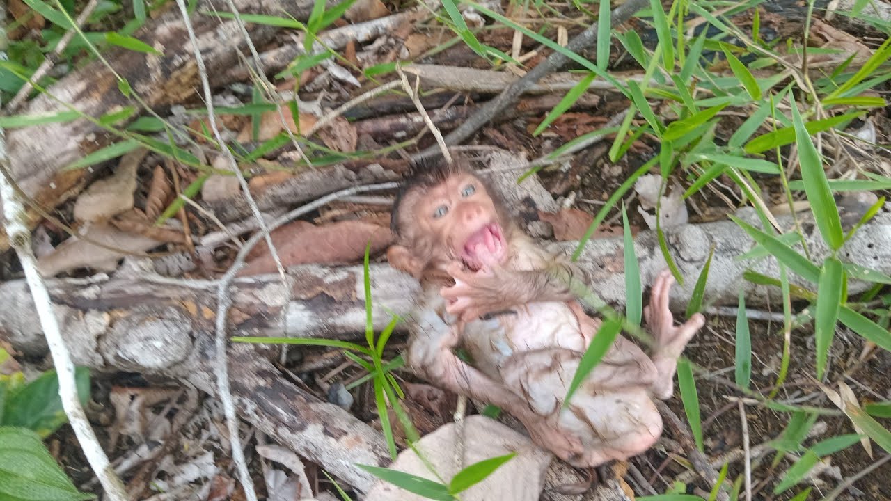 Sedih anak monyet rindu ibunya yang tak kenbali