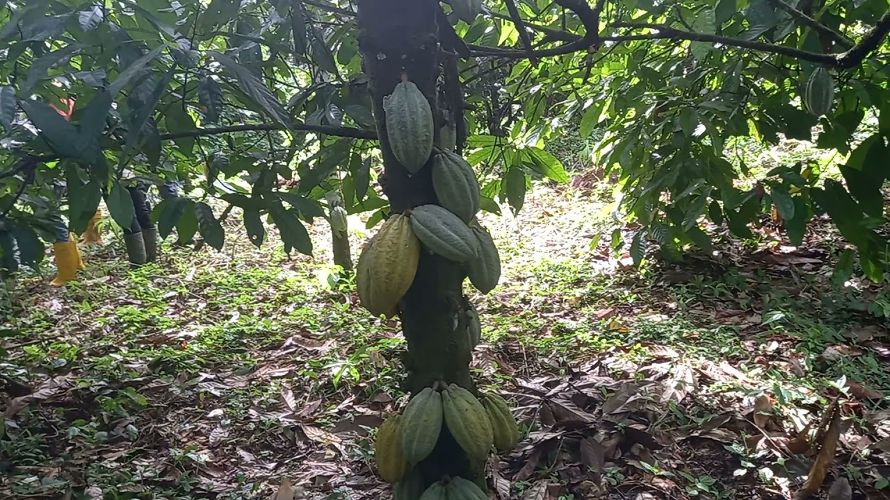 Cocoa plantation in Okuni