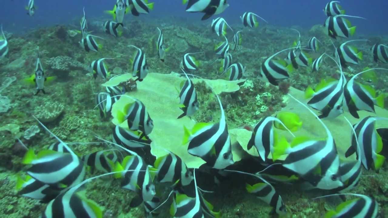 Sodwana Bay marine life