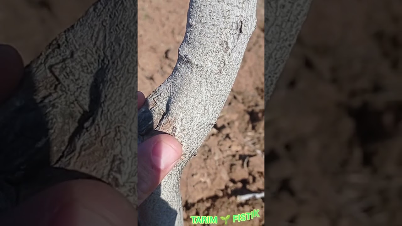 Siirt Antep fıstığında , yatay kesim ile düz kesim arasındaki farklar #Pruning pistachios
