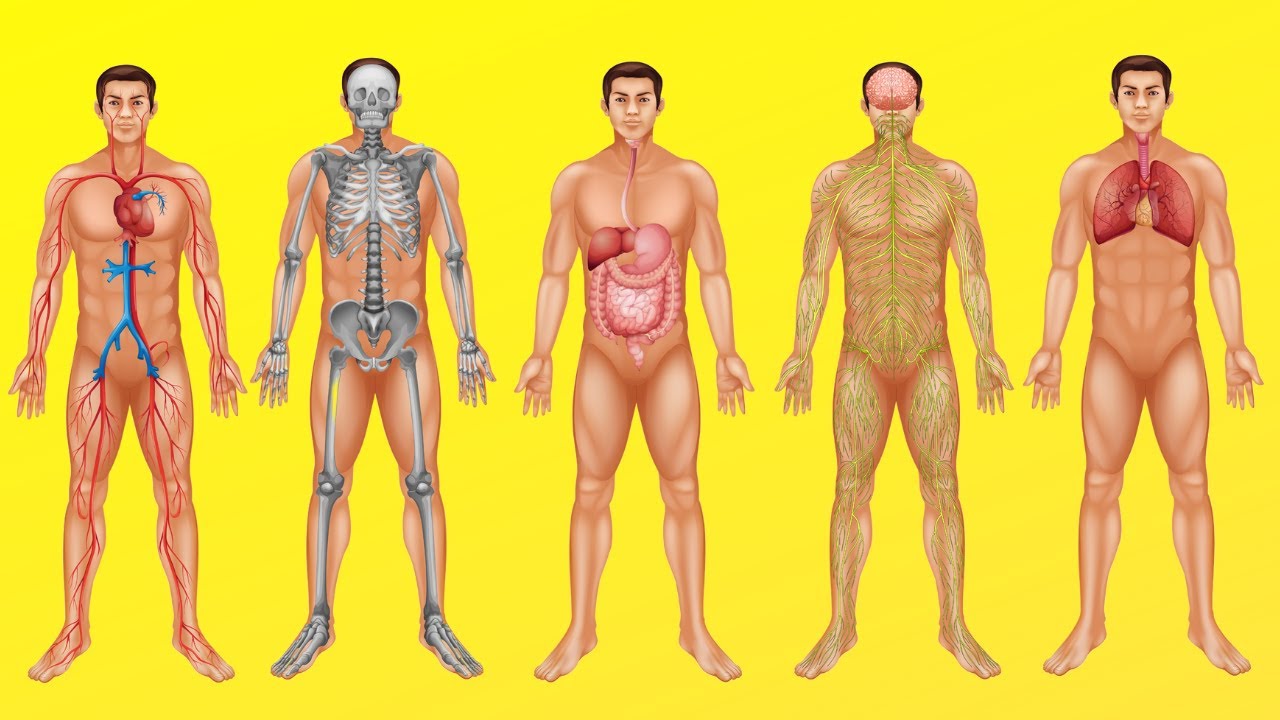 ¿Cómo funciona el cuerpo humano? (Digestión, circulación, respiración y otros sistemas)