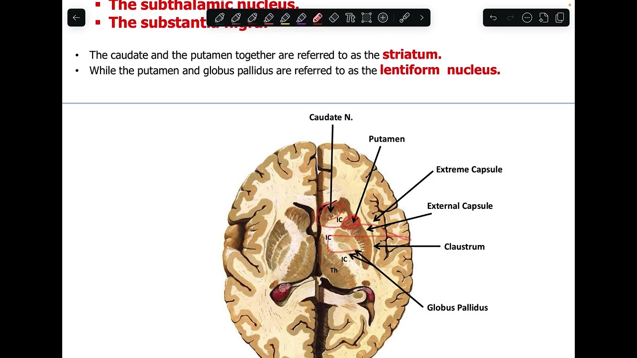 NS Anatomy: L5+L6