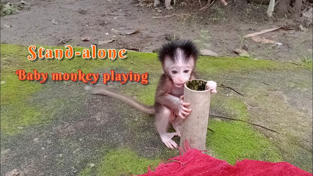 Hilarious monkey antics:you won't stop laughing 😂🐒