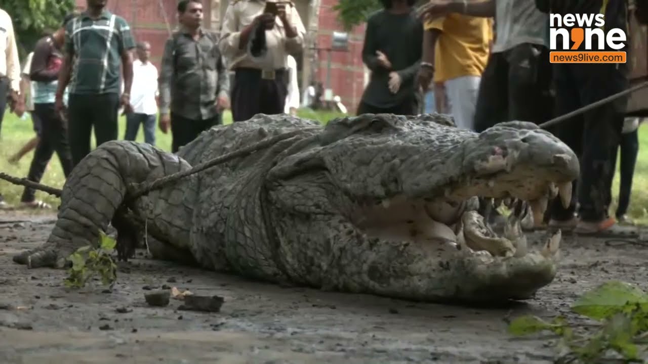 Vadodara : Crocodile Rescued from Maharaja Sayajirao University of Baroda | Gujarat Flood | News9
