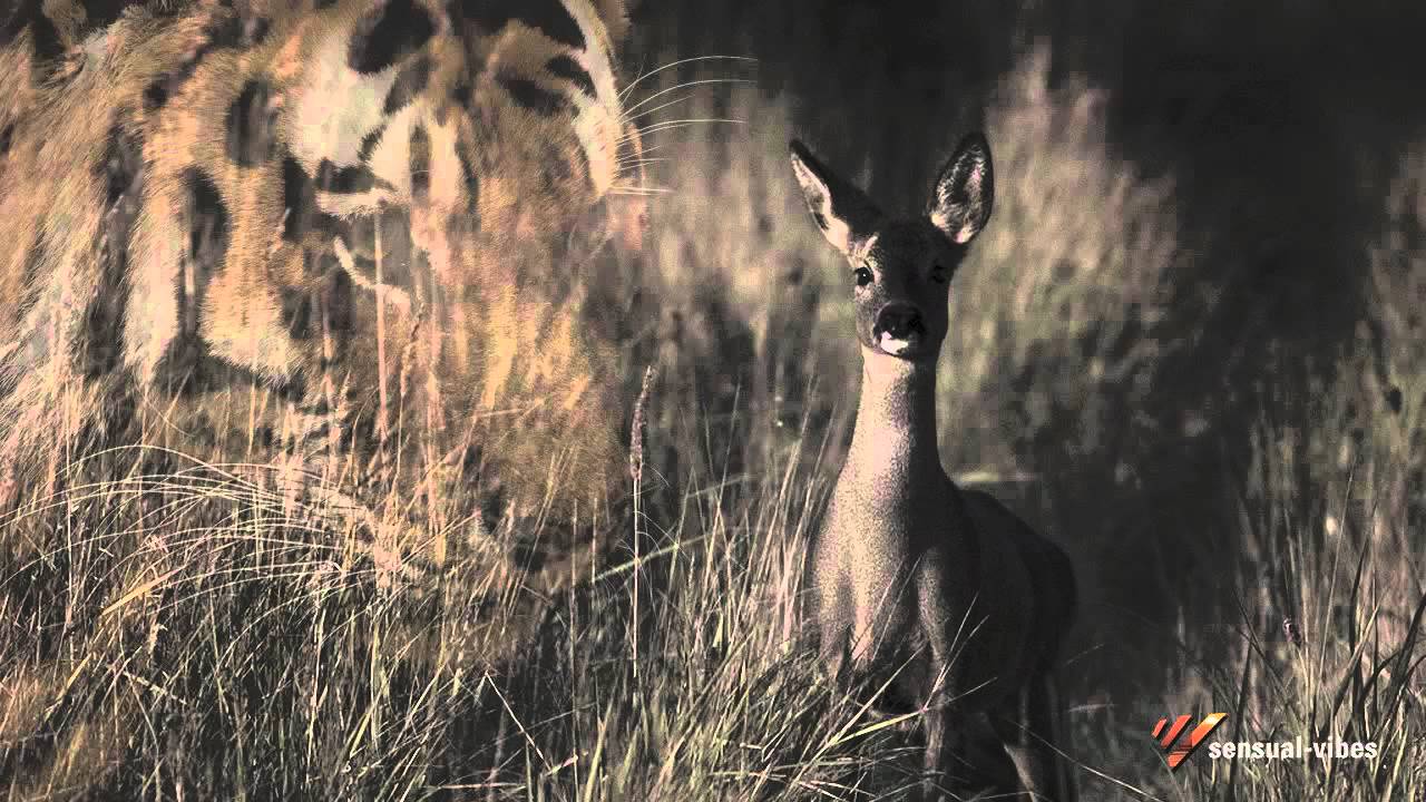 the wild deer - loga ramin torkian