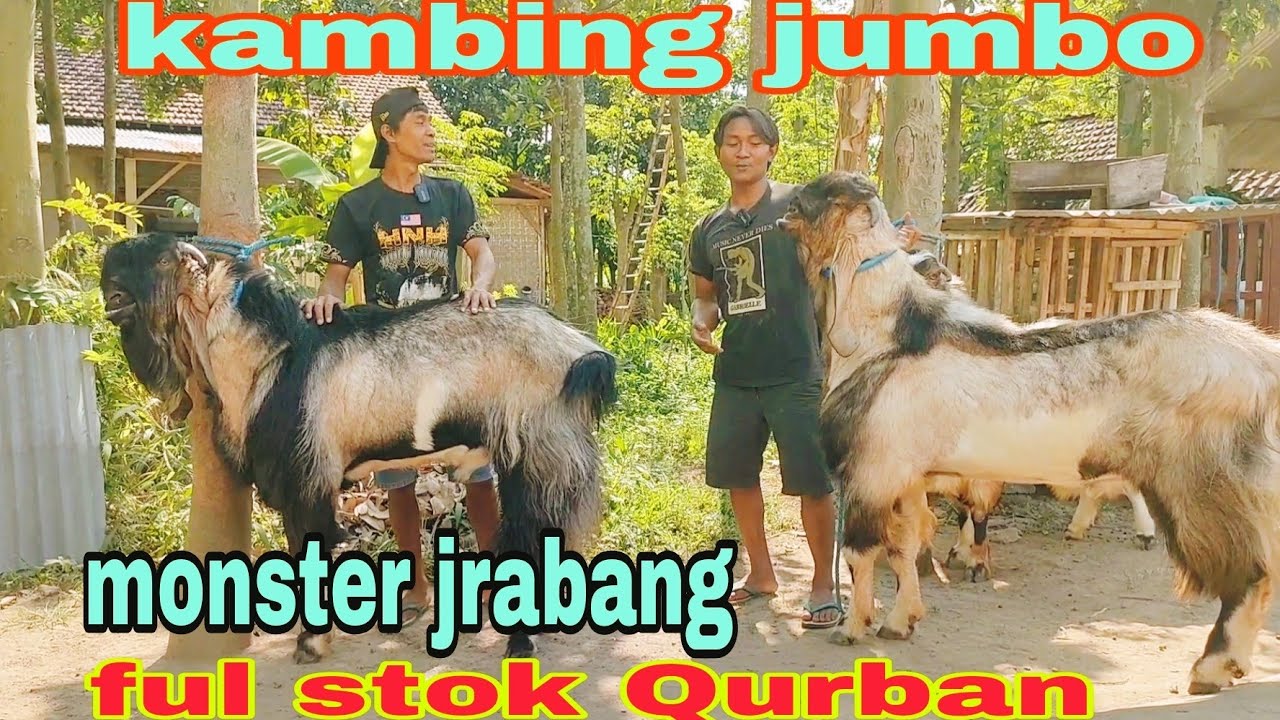 JRABANG TERBESAR PERSIAPAN IDUL ADHA