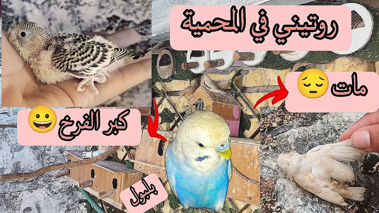 محمية الطيور🐦صورتلكم إنتاج المحمية روتيني مع الطيور 