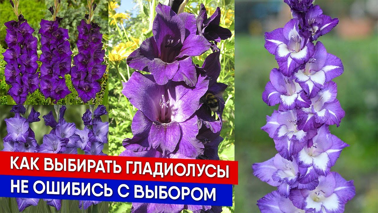 Как выбирать гладиолусы - не ошибись с выбором