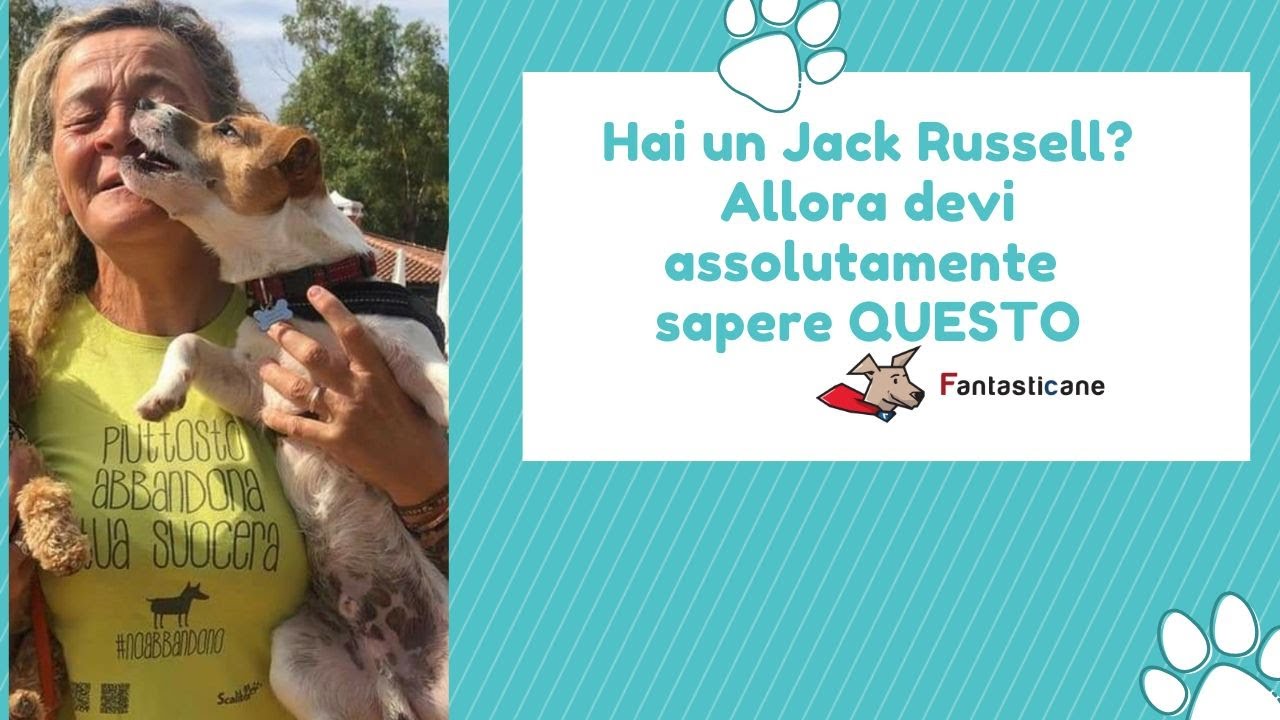 Hai un Jack Russell? Allora devi assolutamente sapere questo