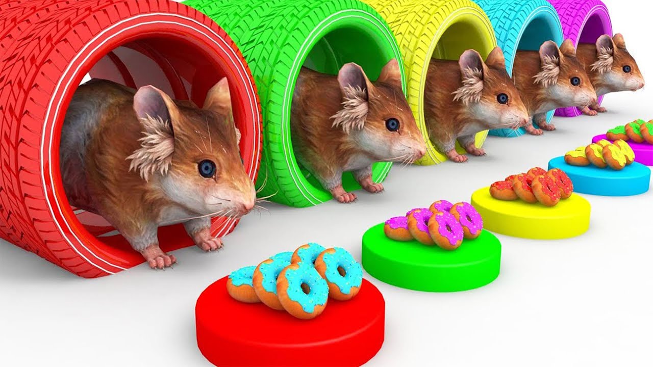 Con Chuột Nhắt Remix 🐭 Meo Meo Ch&uacute; M&egrave;o Con 😸 Nhạc Thiếu Nhi S&ocirc;i Động