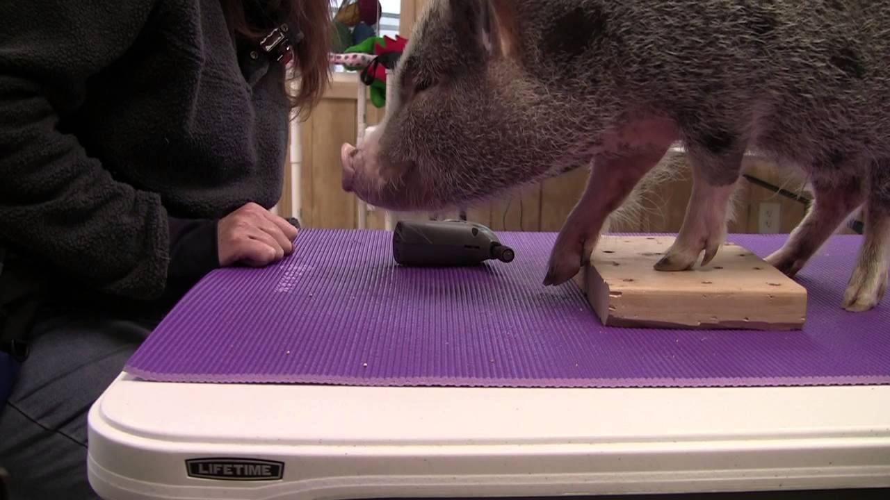 Front hoof trim