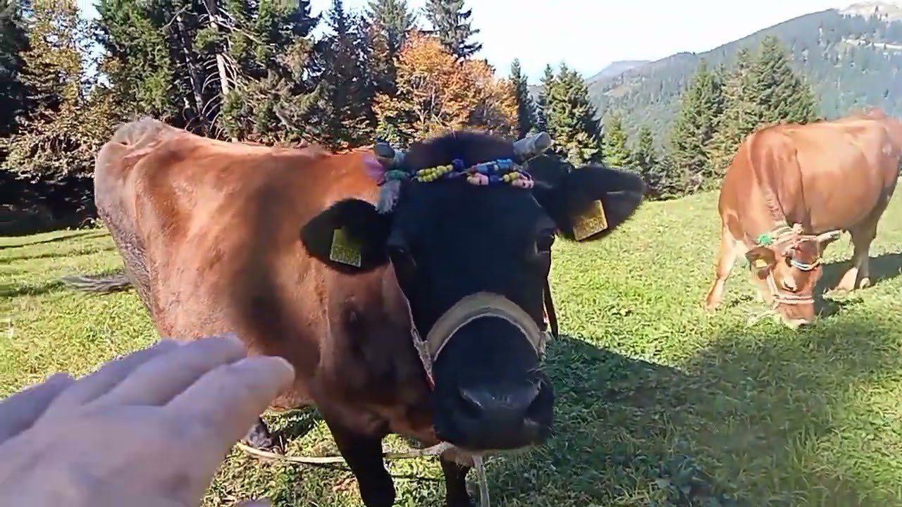 Yaylanın son günleri hava süper ☺️