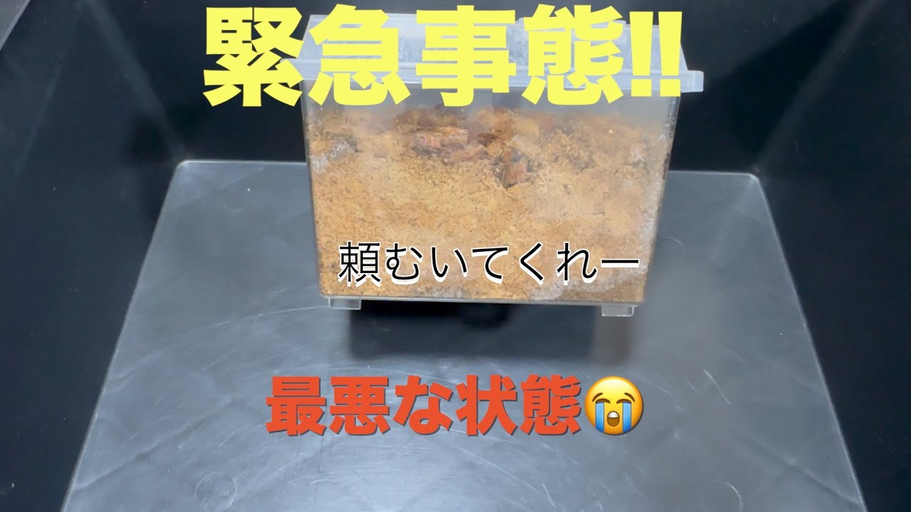[クワガタ産卵セット]緊急割り出し、マットの劣化・乾燥が想像以上にヤバかった😭