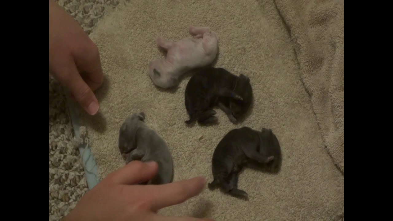Trying to Save Frozen Baby Rabbits/3 of  Rosie's Kits Die