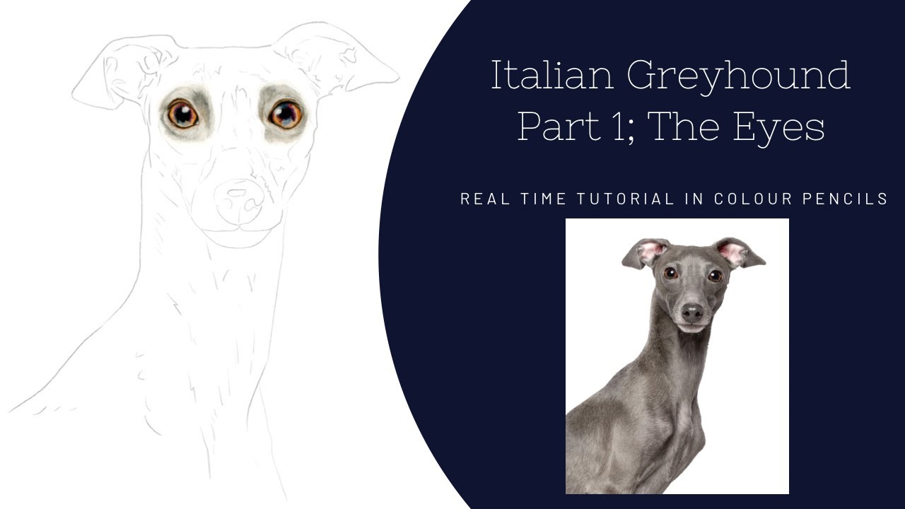 How to Draw a Realistic Dog in Colour Pencils | Real Time Tutorial | Part 1 The Eyes