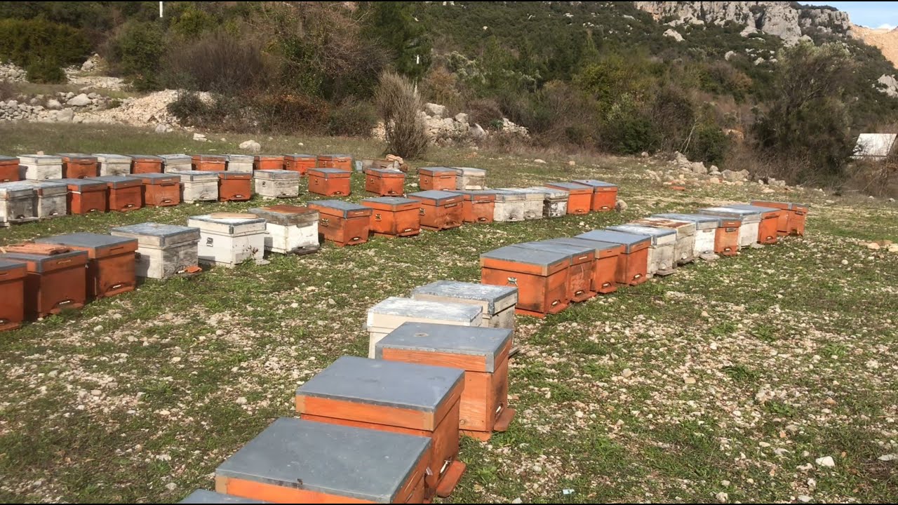 Şubat başında arı kontrolü ve kekik yağı uygulaması