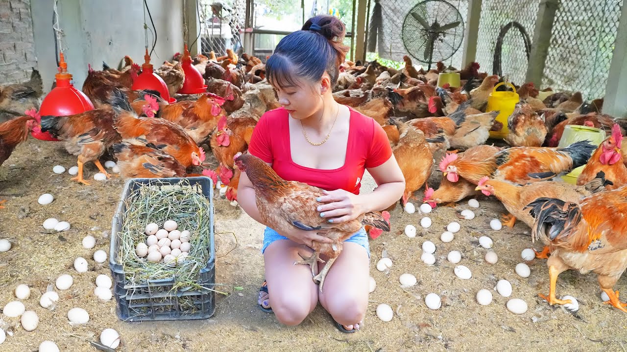 Harvesting A Lot Of Chicken Eggs goes to the market sell - Growing vegetables | Tiểu Vân Daily Life