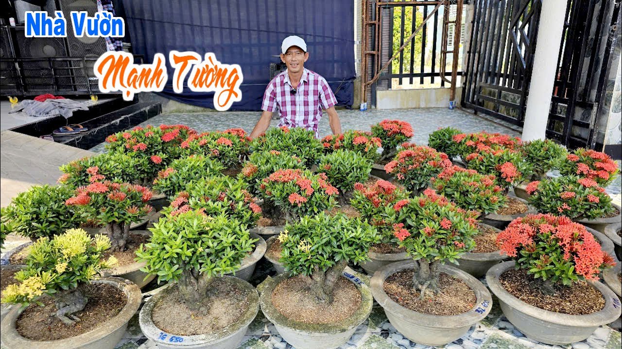 Mạnh Tường 1/12 chào bán lô bonsai Bông Trang (Hoa Mẫu Đơn)  #0949866039