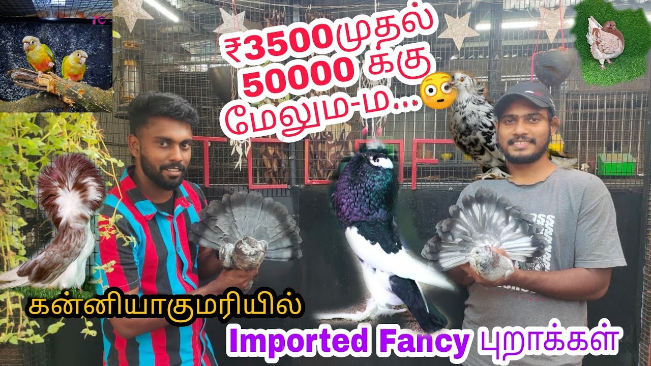 அழகு புறாக்களின் வீடு😍!! Imported pigeons farm #kanyakumari || TC LOFT ||Nithish @manvspets