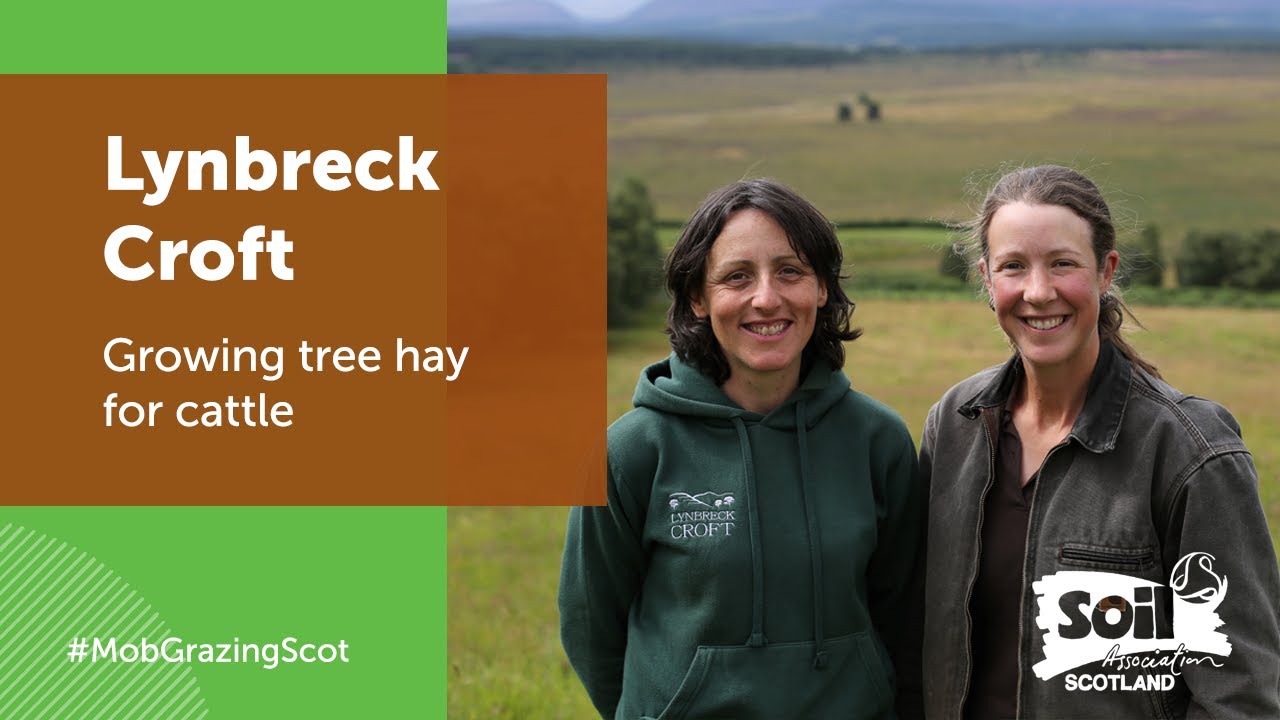 Mob Grazing: how can tree hay be used in this regenerative system?