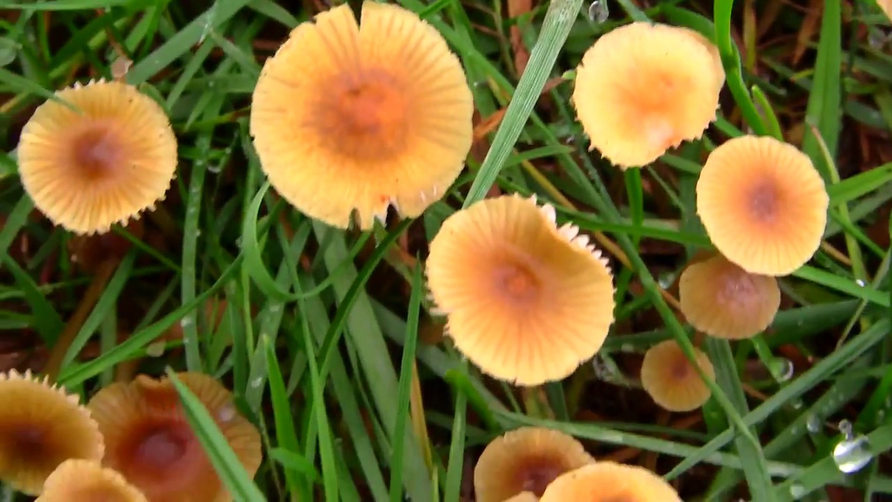 'Morning Dew' - Small Honey-coloured Mushrooms In Grass