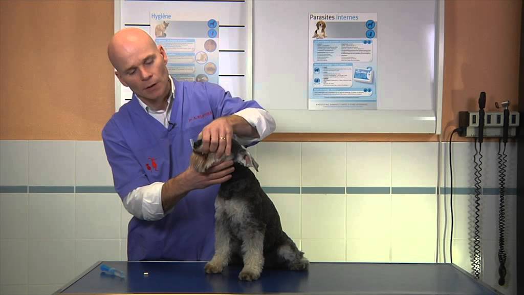 Comment donner un médicament à son chien ?