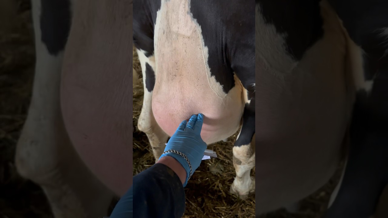 udder tumor #veterinary