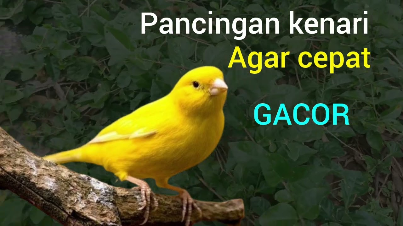 Pancingan kenari agar cepat gacor