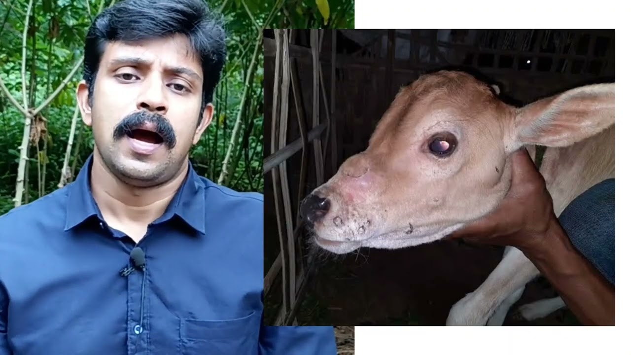 ചർമ്മ മുഴ രോഗം | പ്രതിരോധവും പ്രതിവിധിയും | Lumpy Skin Disease in cattle | Prevention and Treatment