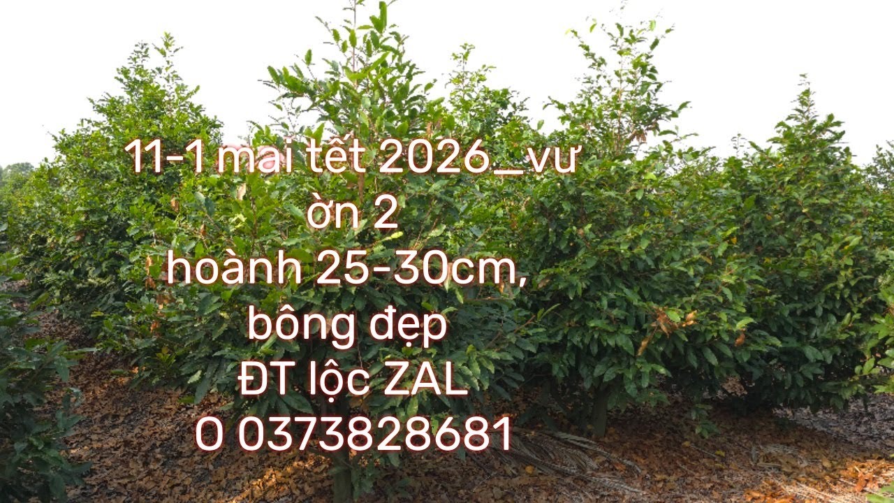 #11-1-2026_mai tết 2026_vườn 2 # đt lộc zalo 0373828681-0383867438 