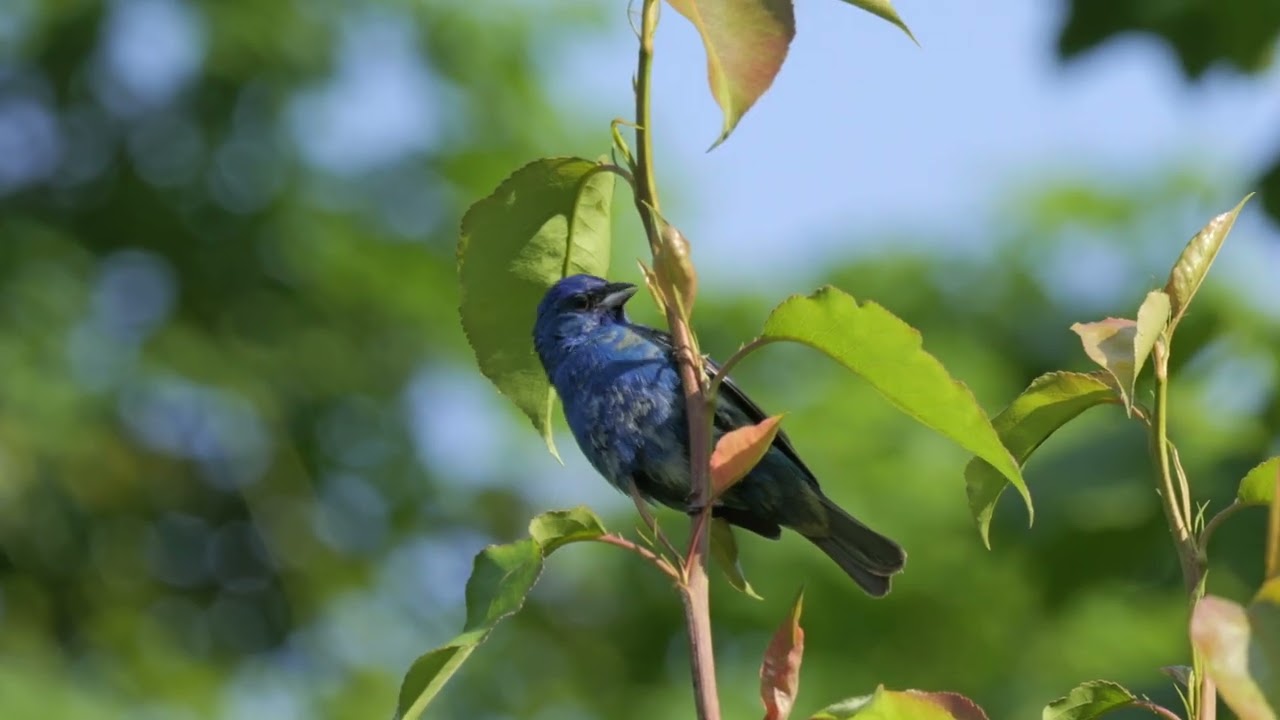 Indigo Bunting