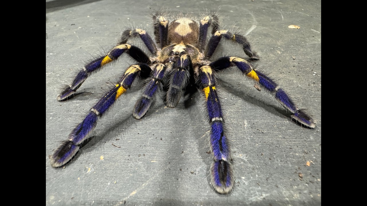 Poecilotheria metallica, Gooty Ornamental a closer look