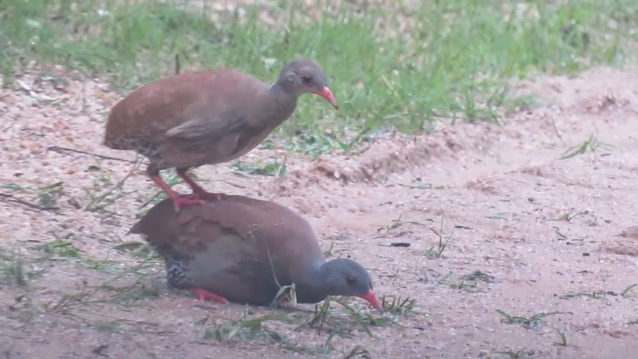 CENA RAR&Iacute;SSIMA!!! INHAMBU CHOROR&Oacute;  (Crypturellus parvirostris) ACASALANDO - ASSISTA AT&Eacute; O FINAL!