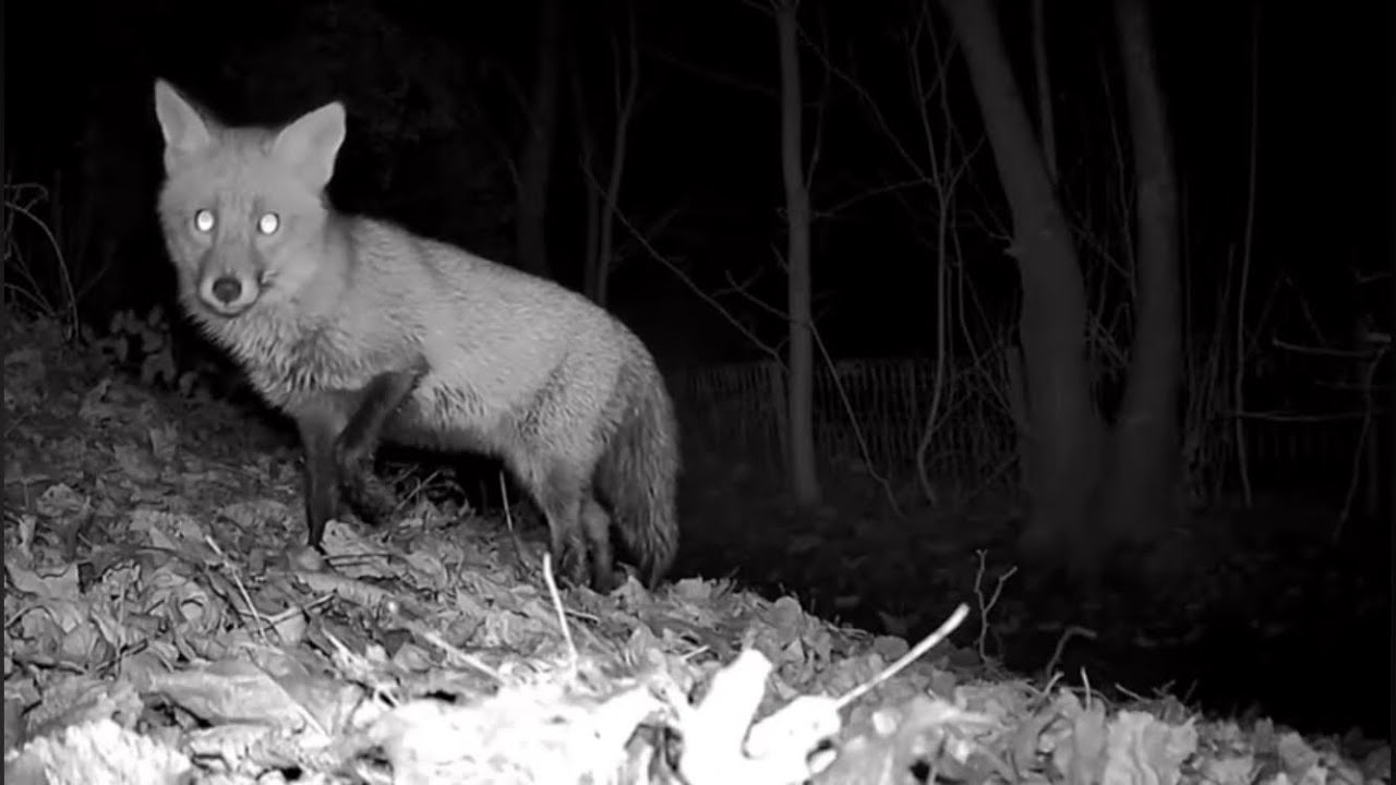 Wildlife Visiting My Garden ❤️