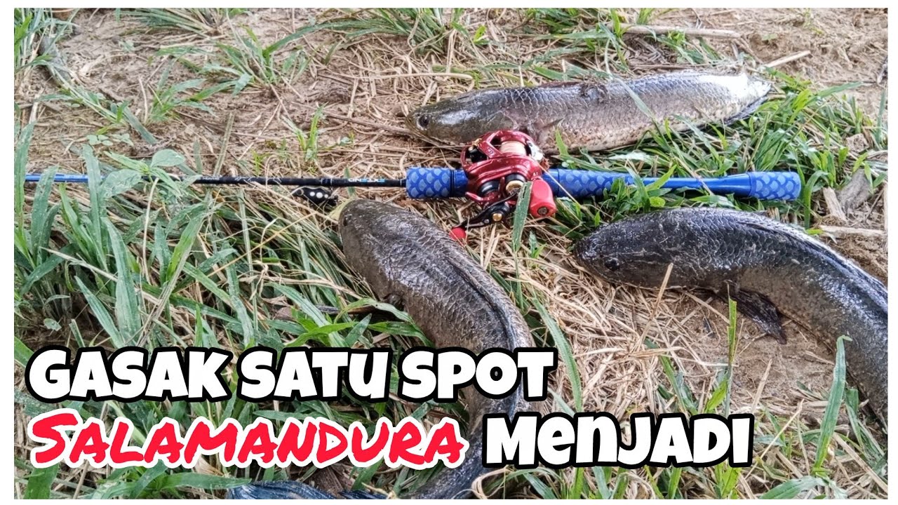 Gasak haruan saiz² penutup tahun 2025. SALAMANDURA jadi taruhan