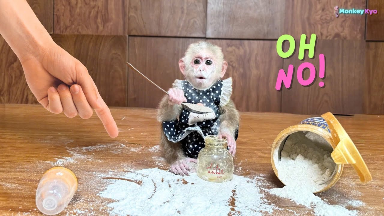 Kyo secretly mixed milk to drink, making the whole kitchen a mess - Funny ending!