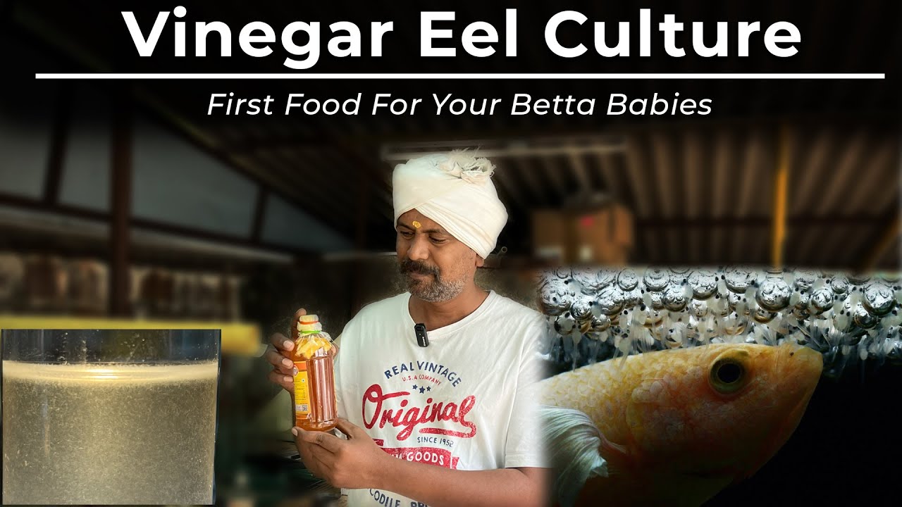 Vinegar Eel Culture at home