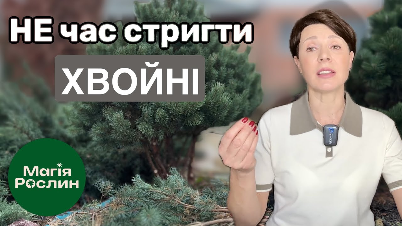 Коли краще стригти хвойні рослини