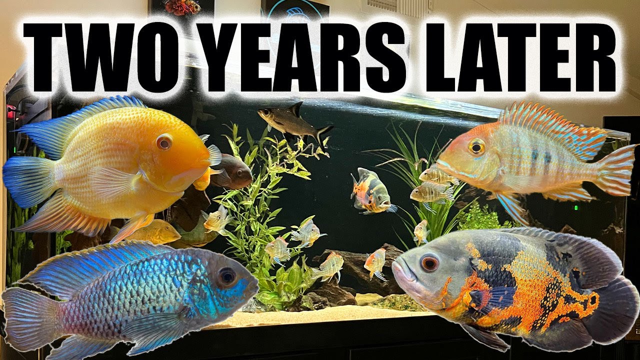 Still My Dream Aquarium? | The 180 Gallon South American Cichlid Tank