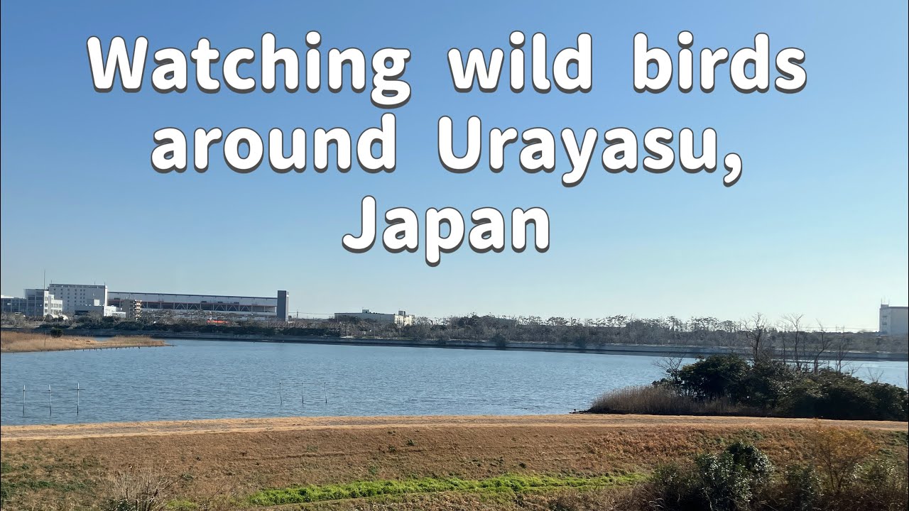 A Peaceful Birdwatching Walk Around Urayasu, Japan