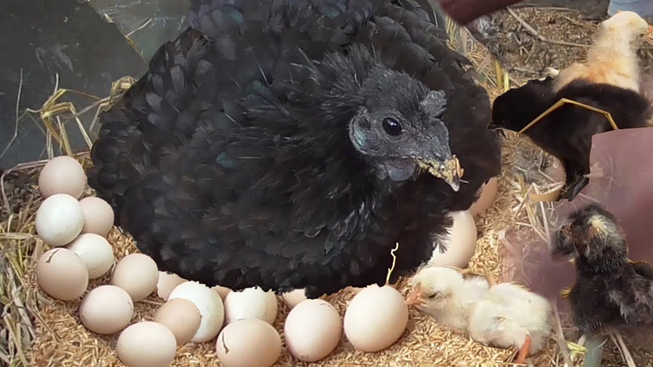 AMAZING Hen harvesting eggs to chicks video || Kadaknadh Black 