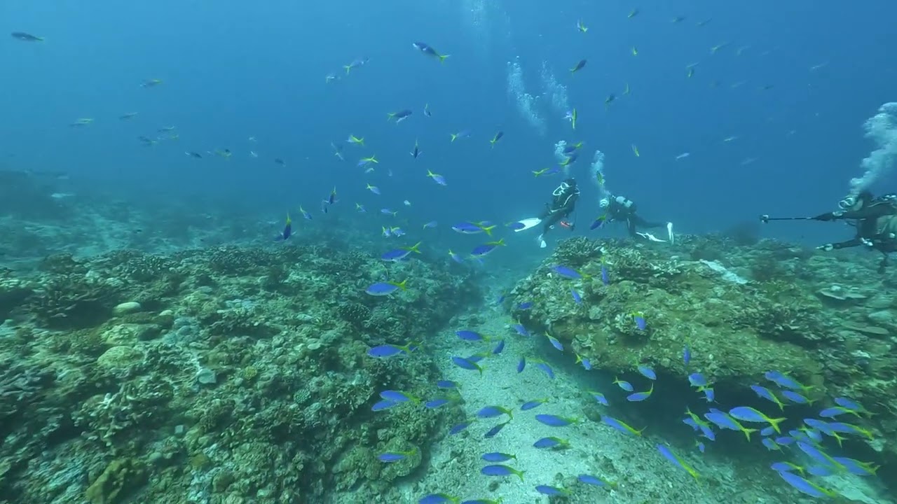 ウメイロモドキの乱舞！慶良間諸島国立公園